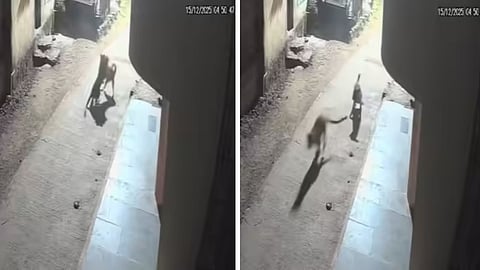 A CCTV video from Pune’s Khed taluka shows a brave dog forcing a leopard to retreat, leaving viewers stunned.