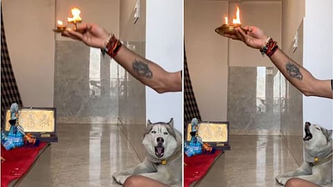 A husky dog adorably joining his owner during a camphor aarti has gone viral on social media.