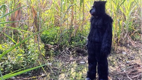 Farmers in Bijnor devised a unique solution by wearing a bear costume to scare away monkeys and protect their crops.