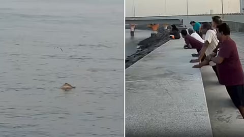 A rare sight of dolphins swimming near Mumbai’s Worli Sea Face has gone viral, delighting city residents and social media users alike.