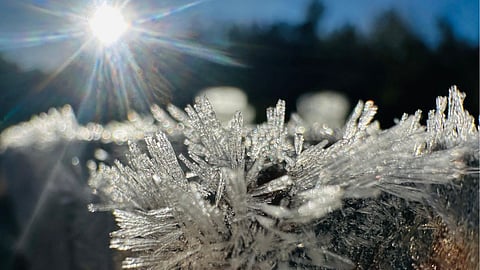 Ooty witnessed sub-zero temperatures as frost covered green meadows, turning the hill station into a winter wonderland.