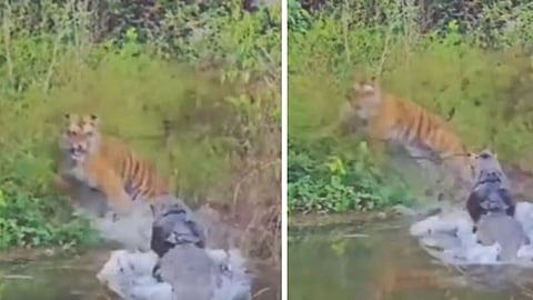 A tiger narrowly escaped a deadly crocodile attack near a river at Jim Corbett Tiger Reserve, thanks to its quick reflexes.