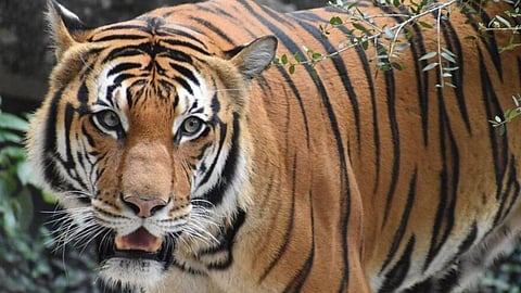Gadchiroli Tiger Attack: गड़चिरोली में इंजेवारी गांव में बाघ ने 63 वर्षीय महिला कृंदा मेश्राम पर हमला कर उसकी मौत कर दी। वन विभाग ने सतर्कता बरतने की चेतावनी दी।