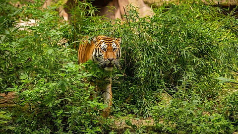 Forest Department Tips: किनवट वन विभाग ने तेंदुआ और भालू दिखने पर सुरक्षित रहने के लिए नए दिशा-निर्देश जारी किए। जंगल किनारे के गांवों के लिए जरूरी टिप्स जानें।