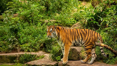 भारत के इन टाइगर रिजर्व में दिखते हैं सबसे ज्यादा बाघ, वाइल्डलाइफ प्रेमियों का फेवरेट