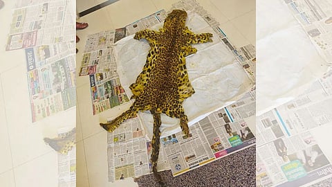 Leopard Skin Smuggling: वर्धा में तेंदुए की खाल तस्करी मामले में आरोपियों ने कबूला कि खाल व नाखून निकालने के बाद तेंदुए का शव जला दिया गया। 6 आरोपी गिरफ्तार।