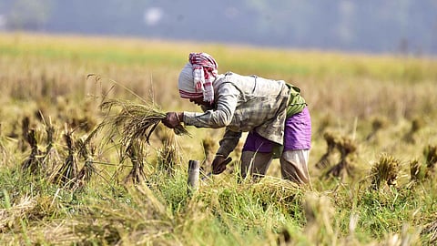 Yavatmal Rabi Loan: यवतमाल में रबी सीजन की 74% बुवाई के बावजूद फसल ऋण वितरण सिर्फ 13% रहा। 200 करोड़ के लक्ष्य में से किसानों को मात्र 26 करोड़ मिले, बैंक पिछड़े।
