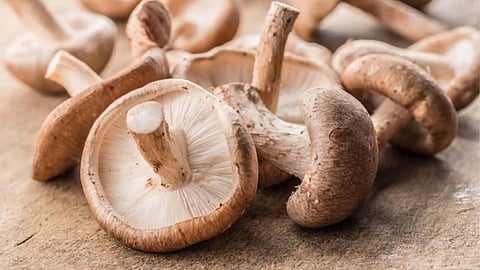 Winter Superfood Mushroom