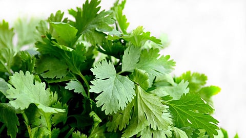 Coriander Leaves