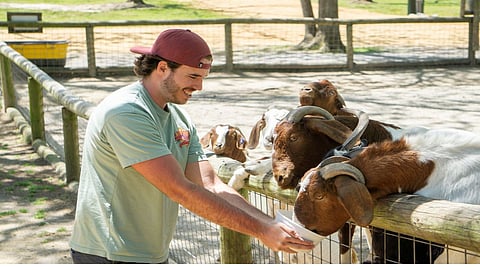 Feeding Animals
