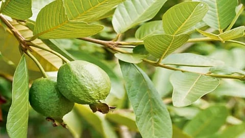 Guava Leaves Medicinal Uses