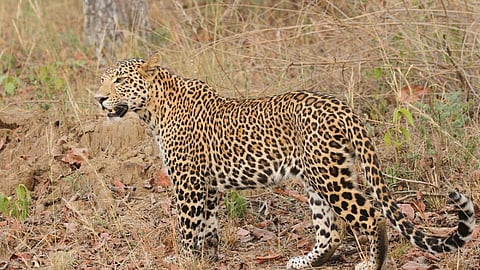 Leopard
