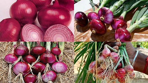 Summer onion acreage in Nashik halved, changing the dynamics of cultivation; a significant decline in onion farming