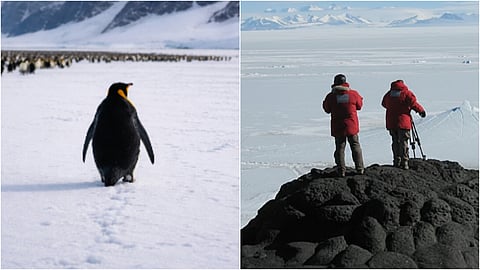 Nihilist Penguin Meme Viral Video