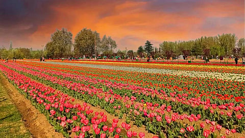 Sangamner tulip garde
