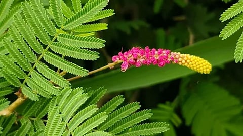 Vastu Tips For Shami Plant
