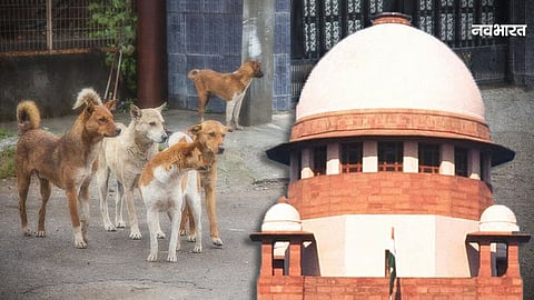 Supreme Court on Stray Dogs