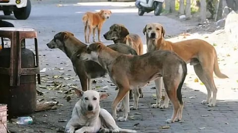 Stray Dogs