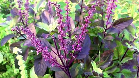 Dried Tulsi Plant Remedies