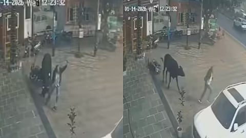 A CCTV video from Meerut shows a man narrowly escaping a bull attack by smartly taking cover behind a parked car.