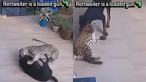 A viral video showing a fierce fight between a leopard and a Rottweiler inside a house has sparked debate over its authenticity and AI use.
