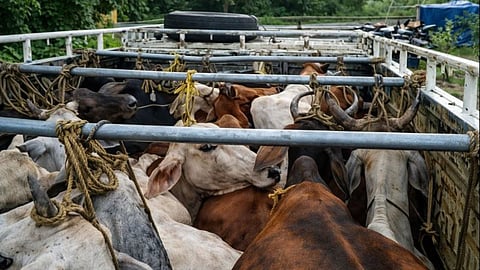 Police and cow vigilantes launched a major crackdown against cattle smuggling in Wardha district. Nine vehicles were seized at Taroda Crossing and 36 cattle were rescued. In Samudrapur, goods were recovered from smugglers who had fled after abandoning a truck. The investigation is ongoing, and police are taking further action