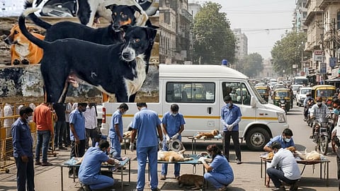 Action against stray dog ​​menace: Control measures implemented against stray dogs in Gadchiroli, municipal council launches vaccination drive
