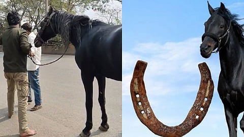 In Nashik, horses subjected to inhumane cruelty; nails hammered into their hooves to sell 'miraculous' horseshoes; animal welfare organization takes action.