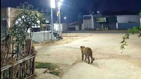 leopard sightings reported in Arjuni Morgaon.