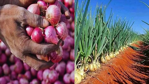 Onion cultivation in Malegaon sees a sharp decline, with 60,000 hectares less area under cultivation; farmers shift to maize and chickpeas