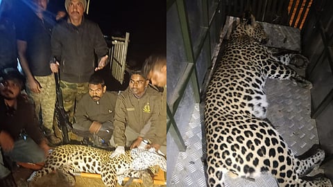 Man-eater leopard captured in Tirora, Gondia after 9 days of terror.