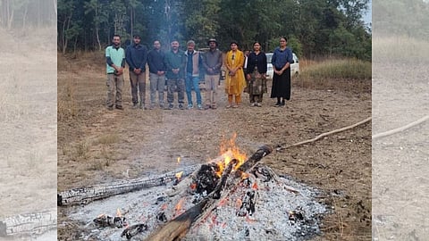 Territorial fight between tigers Pench Tigress T-130 cubs killed