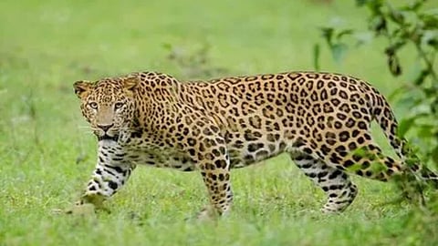 Leopard: पुणे में तेंदुए की दहशत से मिली बड़ी राहत, भीमा कोरेगांव, शिंगवे व काकडपट्टा में 3 मादा तेंदुआ कैद