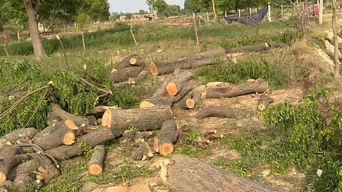 Akola: Illegal excavation and tree felling in Belora forest area, officials accused of complicity