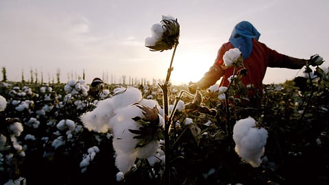 Cotton Productivity Mission