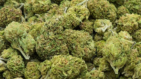 Hydro Ganja