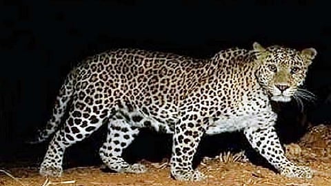 Rescued Leopard Dead