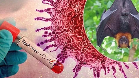 No treatment, no vaccine! Woman dies from Nipah virus in Bangladesh; screening intensified in several countries, including India.
