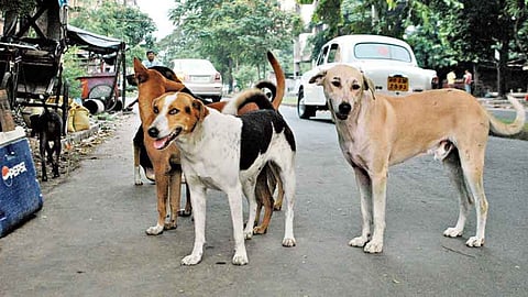 stray dogs control project