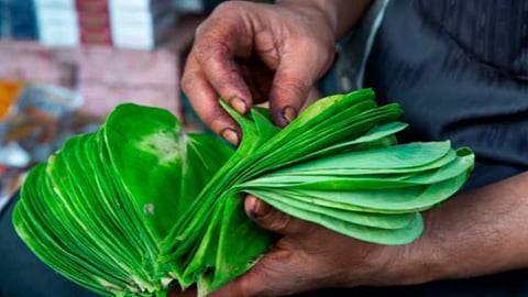 Betel Leaves Benefits