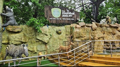 Mumbai Ranibaug Zoo Visitors Decline Revenue
