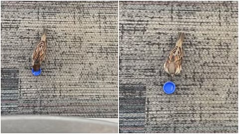 A US man giving water to a tiny bird at an airport goes viral.