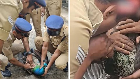 In Palakkad, a peacock collapsed due to electric shock was revived with CPR by the fire team, winning hearts online.