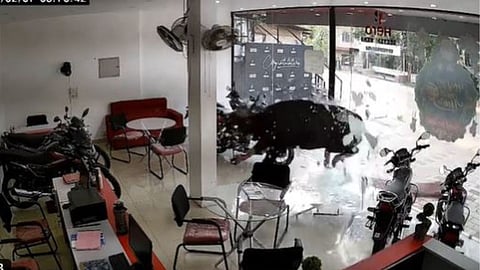 A wild buffalo smashed through a glass door and entered a bike showroom in Kerala’s Kannur, and the CCTV video has gone viral.