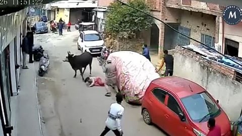 A CCTV video of a cow brutally attacking a little girl in Lucknow has gone viral on social media.