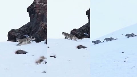 A rare video of a snow leopard family spotted in Ladakh by BRO has gone viral, highlighting the beauty of wildlife and conservation together.