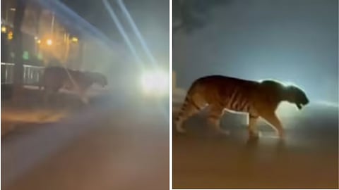 After a tiger was spotted crossing a road in Rajahmundry, forest officials increased safety measures.