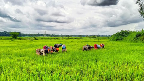 Wardha's per capita income rose significantly to 2.55 Lakhs, yet the agri-sector saw minimal growth. Experts call for urgent measures to boost the rural economy.