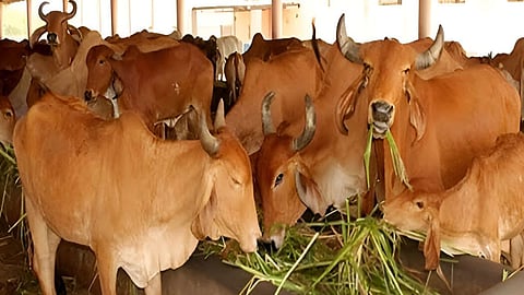 Yavatmal animal fair