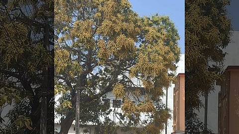 Gadchiroli's famous 'Collector Mango' sees record bloom in 2026. Sironcha farmers expect high profits due to favorable weather and quality yield.